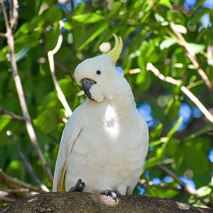 Sulphur-crested Cockatoo
