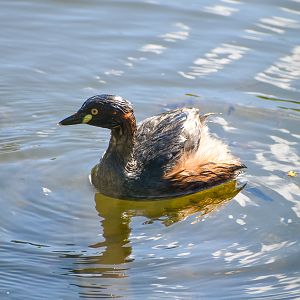 Australasian Grebe