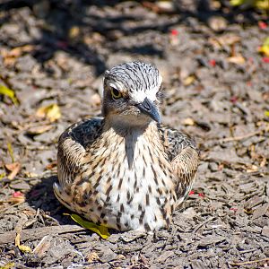 Bush Stone-Curlew
