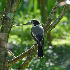 Grey Butcherbird