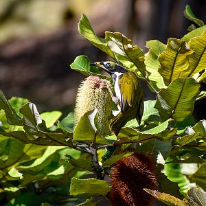 Blue-faced Honeyeater feeding on a banskia flower
