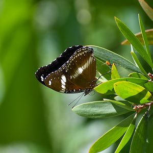 Common Eggfly