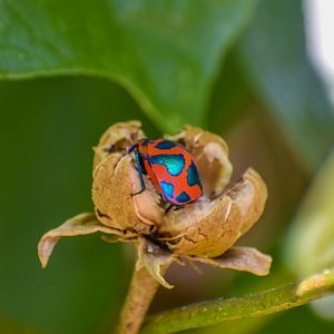 Hibiscus Harlequin Bug