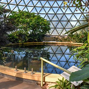 Brisbane Botanic Gardens - Tropical Dome Fish Pond