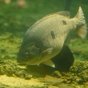 Brisbane Botanic Gardens - Jade Perch