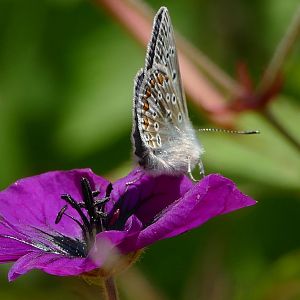 Blue Butterfly, May 2022