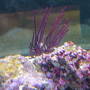Coral ID