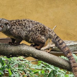 African Palm Civet