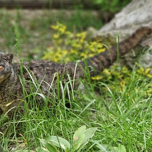 African Palm Civet