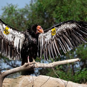 California Condor