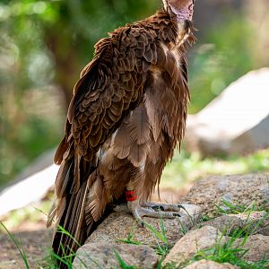 Hooded Vulture