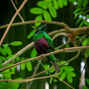 Emerald Starling