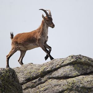 Western Spanish Ibex, Sierra de Guadarrama NP, 21st May 2022