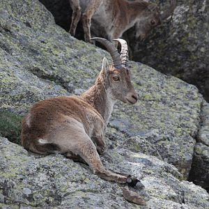 Western Spanish Ibex, Sierra de Guadarrama NP, 21st May 2022