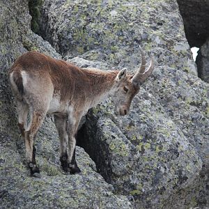Western Spanish Ibex, Sierra de Guadarrama NP, 21st May 2022