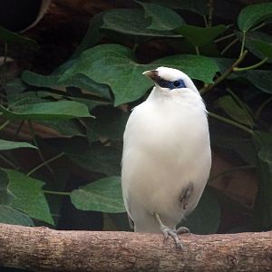 Bali Starling