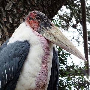 Marabou Stork