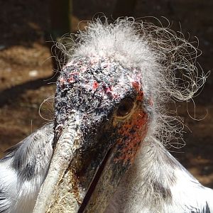 Marabou Stork