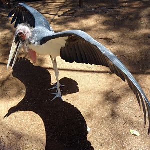 Marabou Stork