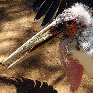 Marabou Stork