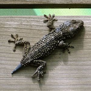 Wild Moorish Gecko