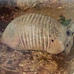 Nine-Banded Armadillo