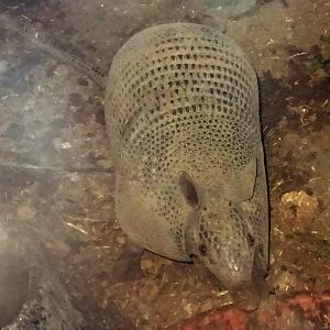 Nine-Banded Armadillo
