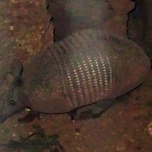 Nine-Banded Armadillo