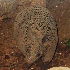 Nine-Banded Armadillo