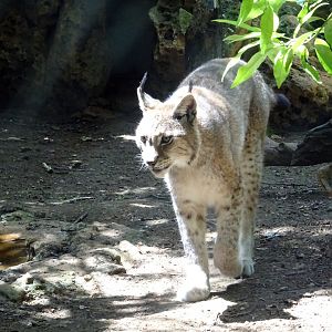 Northern Lynx