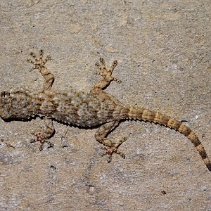 Moorish Gecko