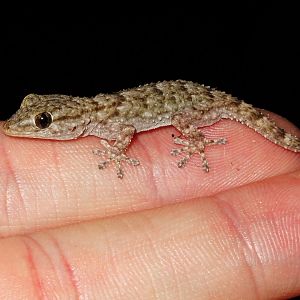 Moorish Gecko