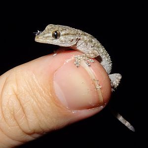 Moorish Gecko