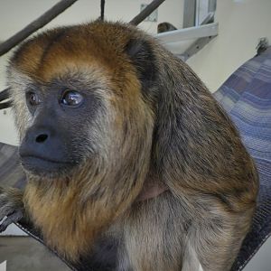 Primate Point - Black Howler