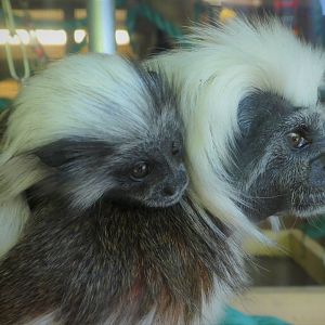 Canopy Creatures - Cotton-top Tamarin and Baby