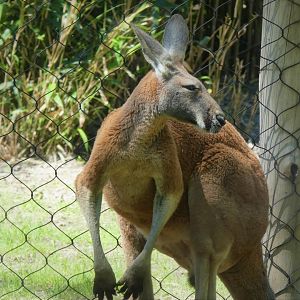 Australia - Red Kangaroo