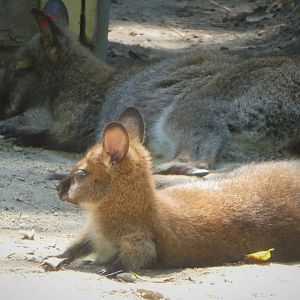 Australia - Red-necked Wallaby