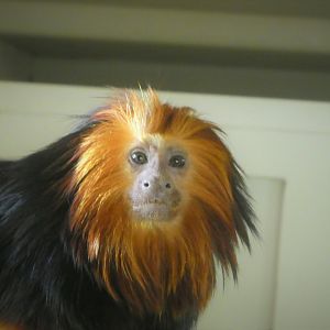 Canopy Creatures - Golden-headed Lion Tamarin