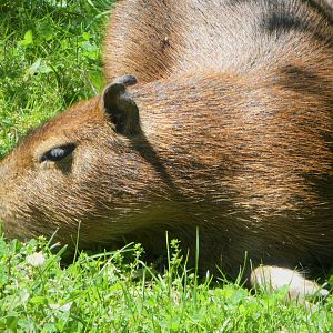 Baby Capybara