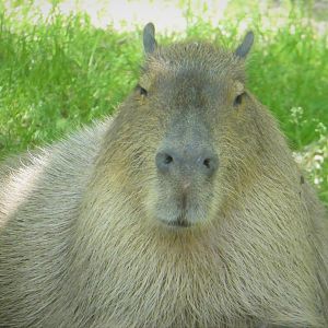 Capybara