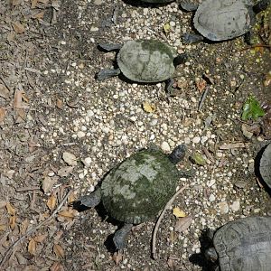 Red-eared Sliders