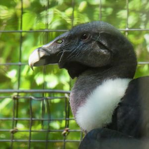 African Savanna - Andean Condor