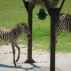 NEW - African Savanna - Grant's Zebra Foal