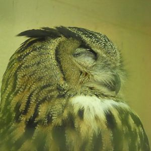 African Savanna - Eurasian Eagle-Owl