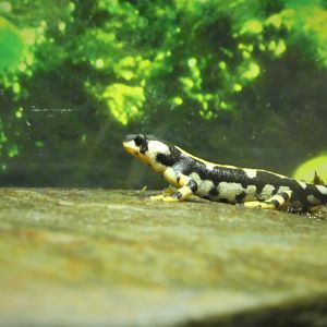 Amphibian & Reptile House - Luristan Newt