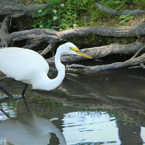 Great Egret