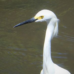 Snowy Egret