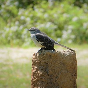Northern Mockingbird