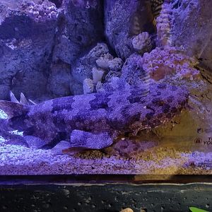 Spotted Wobbegong