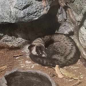 Asian palm civet